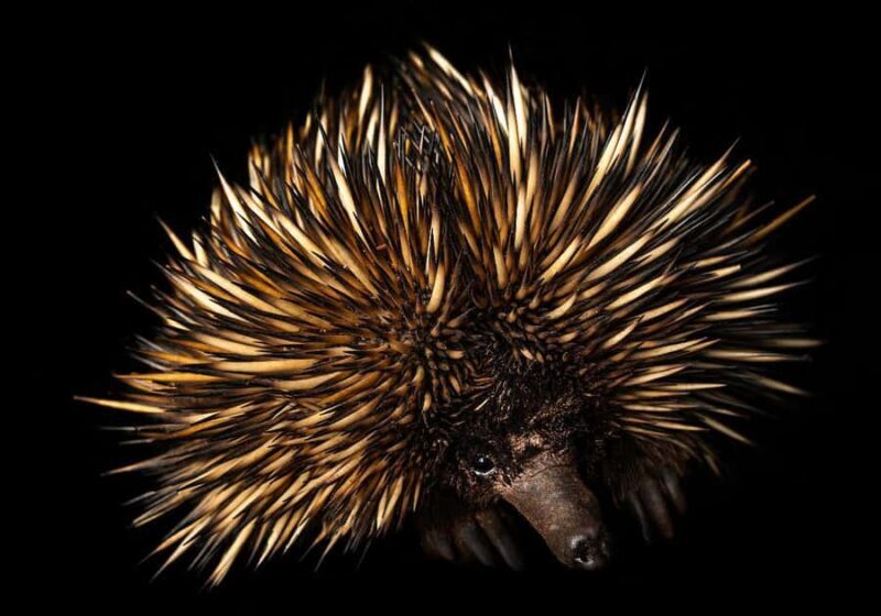 Perth: Nocturnal Night Stalk Tour with WA Wildlife Encounter - An In-Depth Look at the Nocturnal Night Stalk Tour