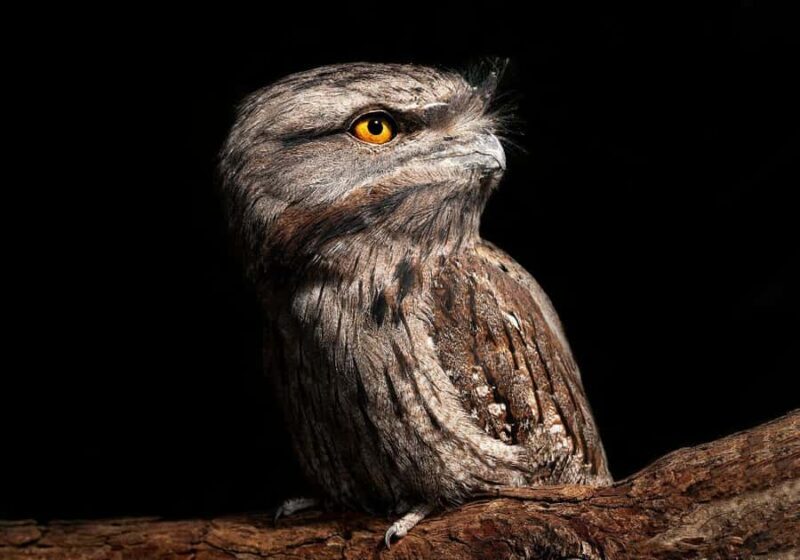 Perth: Nocturnal Night Stalk Tour with WA Wildlife Encounter - Final Thoughts