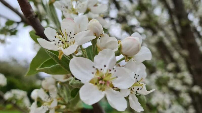 Perth: Perth Hills Hike, Wine & Dine - Final Thoughts: Is This Tour for You?