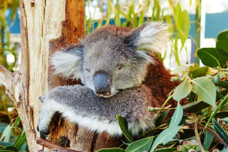 Perth: Pinnacles Desert Bush Walk Guided Tour with Lunch - Final Thoughts