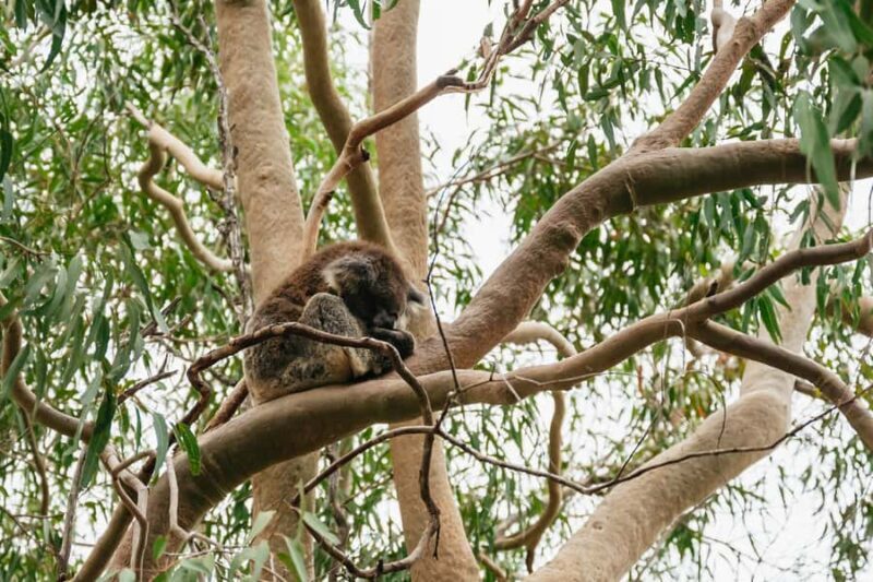 Perth: Pinnacles Desert Sunset and Stargazing with Dinner - Practical Details and Tips