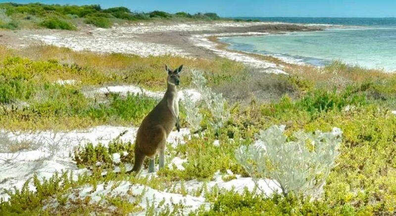 Perth: Pinnacles Stargazing, Sandboarding & Beach Kangaroos - Key Points