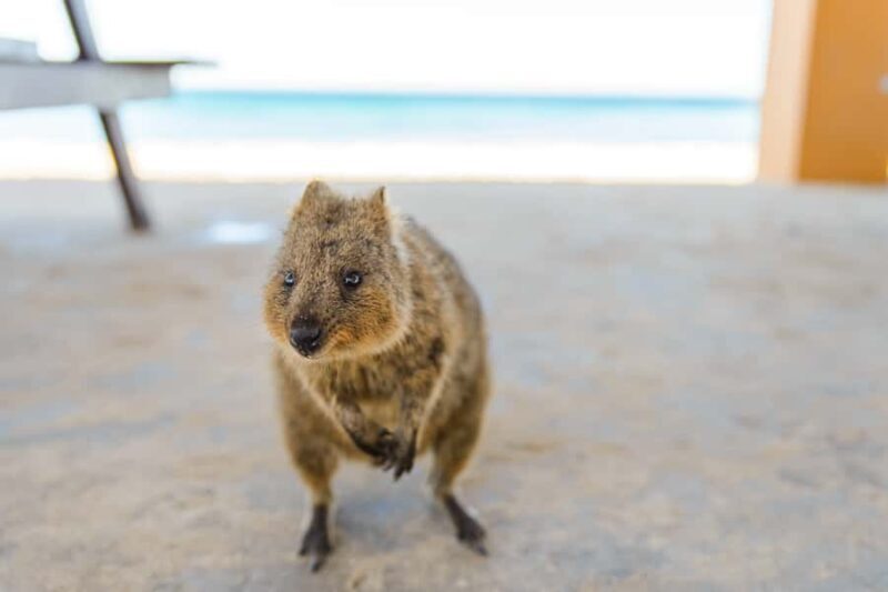 Perth: Rottnest Island Ferry, Bike, Coffee & Lobster Roll - The Itinerary: What to Expect