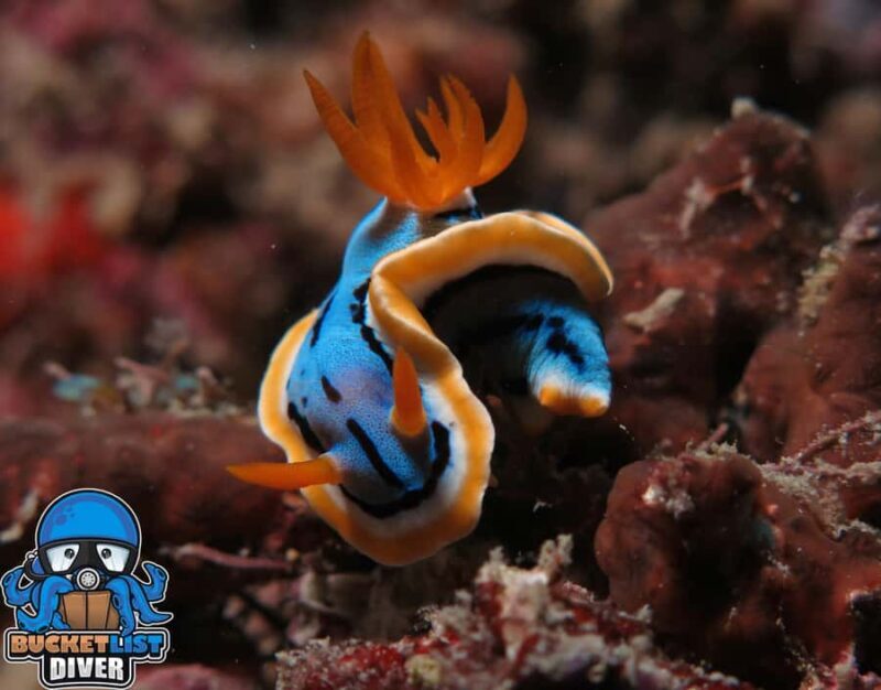 Perth: Rottnest Island Scuba Diving Day Trip-Certified Diver - Setting Out From Perth: A Comfortable Journey to Marine Wonderland