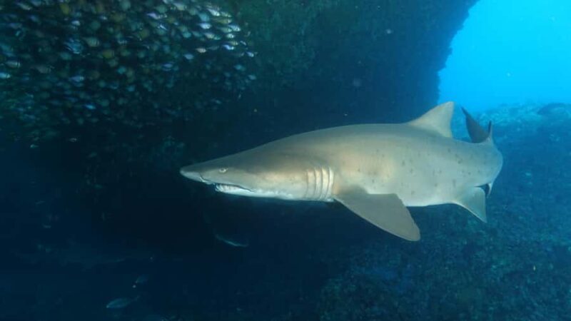 Perth: Rottnest Island Scuba Diving Day Trip-Certified Diver - What to Expect During Your Dives