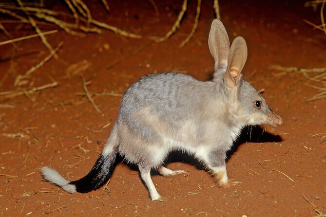 Perth Wildlife Tour Under the Stars with Dinner - An Authentic Night Out in the Australian Bush