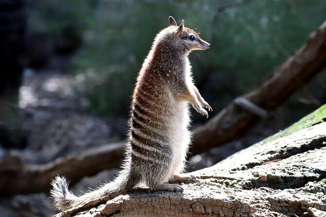 Perth Wildlife Tour Under the Stars with Dinner - Key Points