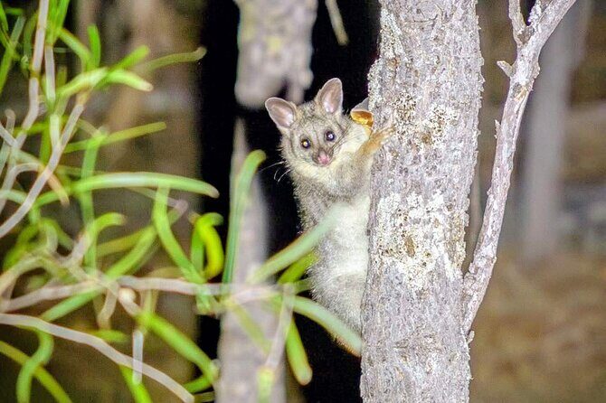 Perth Wildlife Tour Under the Stars with Dinner - Authentic Insights from Reviews