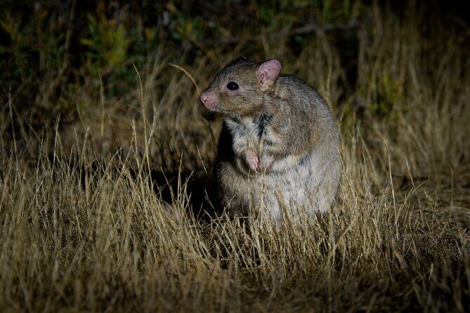 Perth Wildlife Tour Under the Stars with Dinner - Final Thoughts