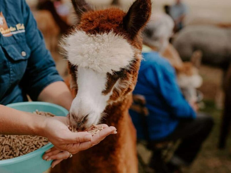 Peterborough: Alpaca Meet and Greet Experience - A Closer Look at the Experience