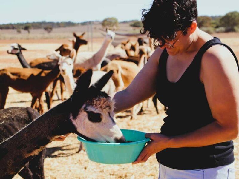 Peterborough: Alpaca Meet and Greet Experience - Practical Details and Tips