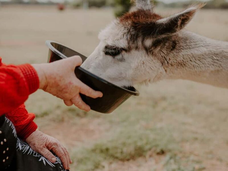 Peterborough: Alpaca Meet and Greet Experience - Final Thoughts