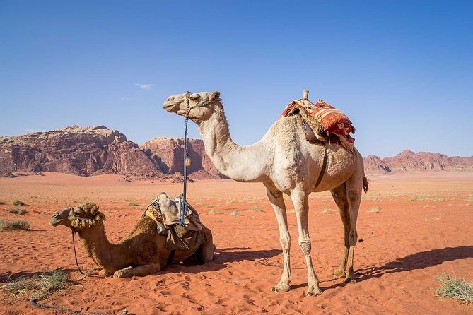 Petra 1 Day Tour from Aqaba - Key Points
