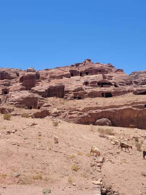 Petra : 3-Hour Private Guided Petra tour with hotel pick up. - An In-Depth Look at the Petra Private Tour