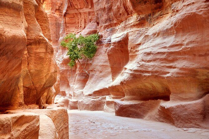 Petra Temple And Jordan full day Tour From Sharm El Sheikh - What’s Included and What’s Not