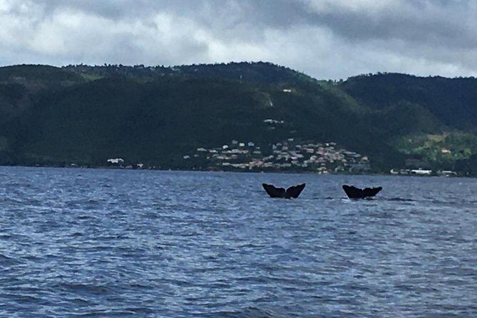 PH Whale Watch & Dolphin Cruise in Dominica - An Authentic Look at the Whale Watching Experience in Dominica