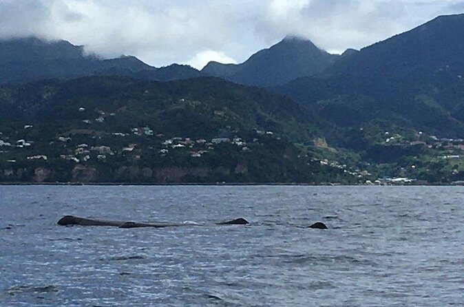 PH Whale Watch & Dolphin Cruise in Dominica - Final Word