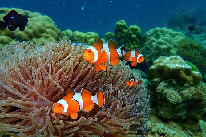 Phi Phi & Bamboo Islands Snorkeling Tour w/ Fins by Speedboat - Who Will Love This Tour?