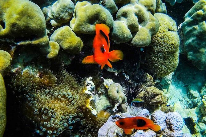Phi Phi Tour from Krabi - Small Group of 12 - All Includes - The Real Deal: Value and Authenticity