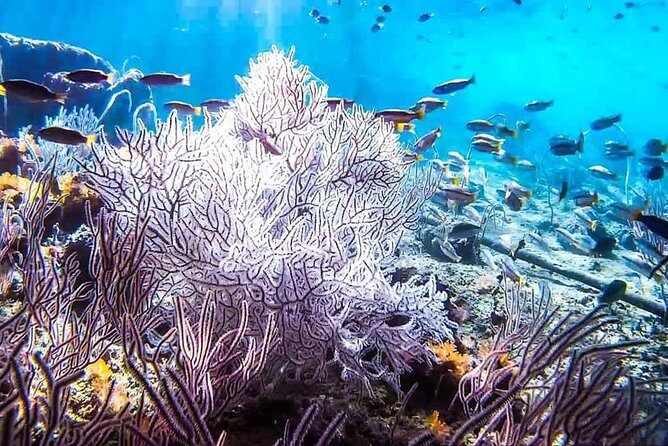Phi Phi Tour from Krabi - Small Group of 12 - All Includes - Who Should Book This Tour?