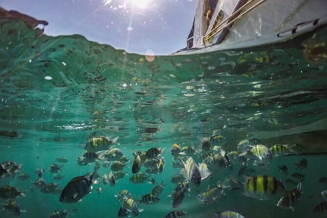 Phi Phi with Maya and Bamboo Island Day Trip by Speedboat - FAQs