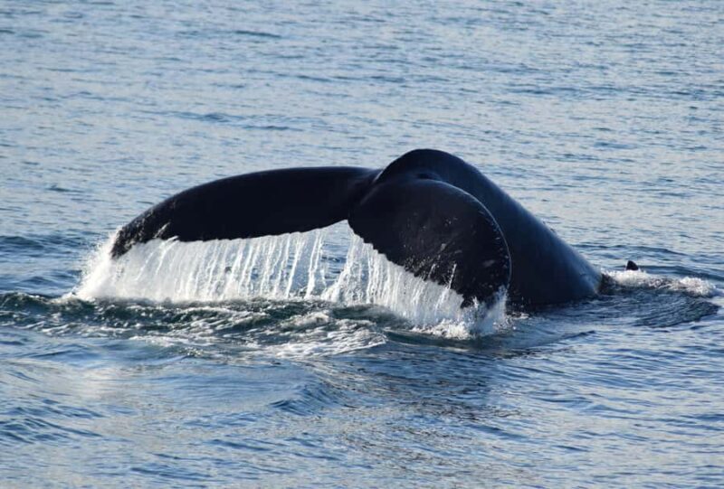 Philip Island: Dolphin and Whale Cruise - The Itinerary and What Makes It Special