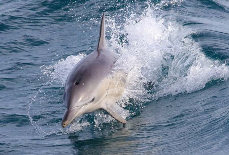 Philip Island: Dolphin and Whale Cruise - The Experience of the Cruise: Comfort and Atmosphere