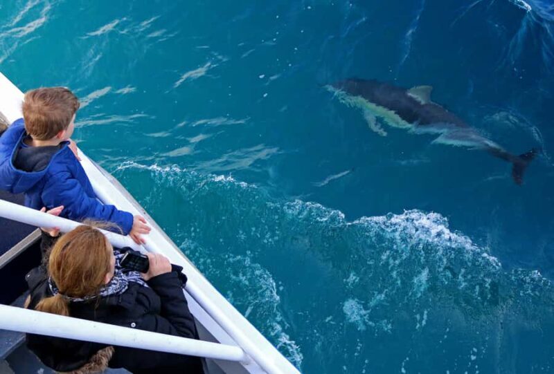 Philip Island: Dolphin and Whale Cruise - Practical Information and Value
