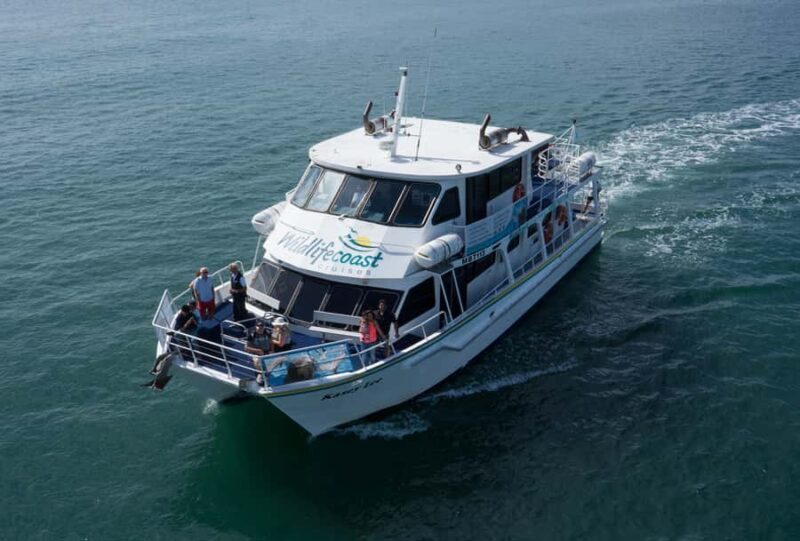 Philip Island: Dolphin and Whale Cruise - Authentic Reviews and Real Experiences