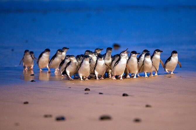 Philip Island express tour: penguin prd & wallaby spotting - Introduction