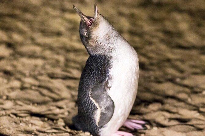 Philip Island express tour: penguin prd & wallaby spotting - An Overview of the Tour Experience
