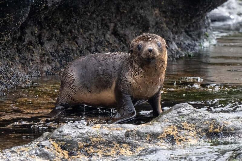 Philip Island: Seal Watching Cruise - An In-Depth Look at the Seal Watching Cruise Experience