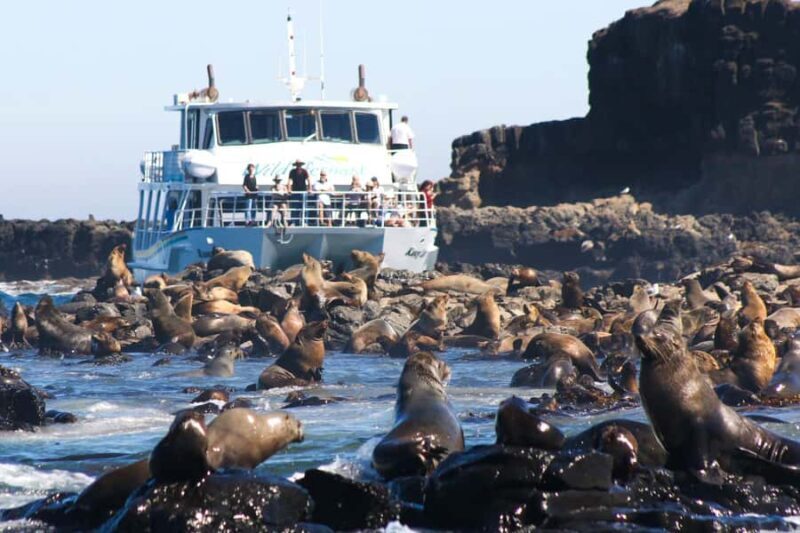 Philip Island: Seal Watching Cruise - Why This Tour Is Worth Considering
