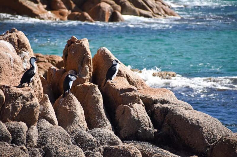 Phillip Island: 1-Hour Cape Woolamai Scenic Cruise - FAQs