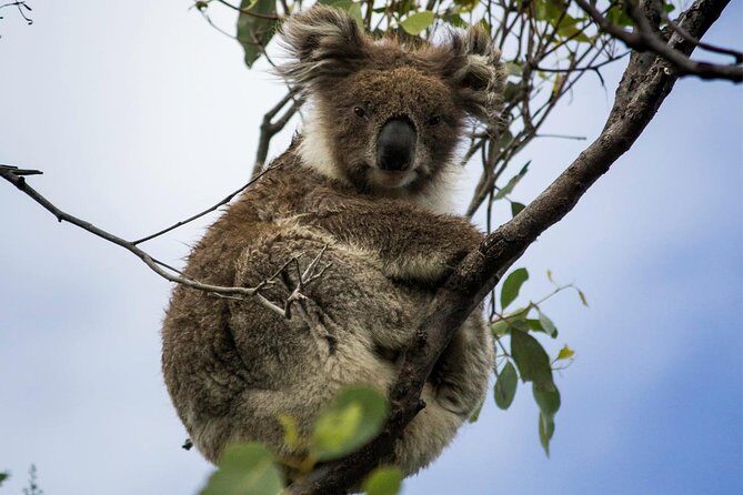 Phillip Island and French Island Wildlife Expedition - Who Will Love This Tour?