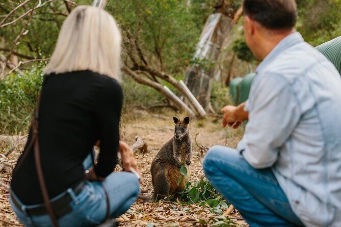 Phillip Island and Penguin Parade Private Tour - A Deep Dive into the Itinerary and Experience