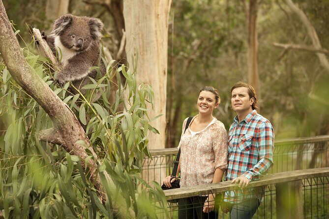 Phillip Island Day Trip from Melbourne with Penguin Plus Viewing Platform - Transportation & Comfort: What It Means for You