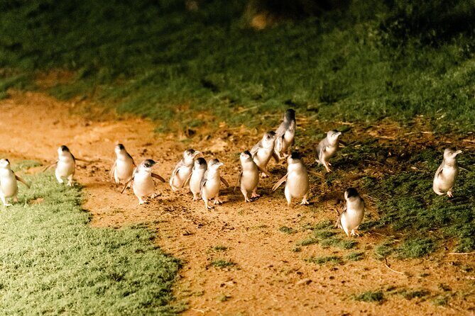 Phillip Island Day Trip from Melbourne with Penguin Plus Viewing Platform - Practical Tips From Travelers