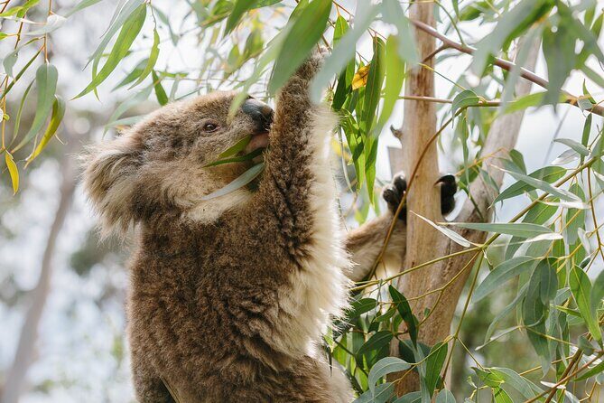 Phillip Island Day Trip from Melbourne with Penguin Plus Viewing Platform - The Sum Up: Is This Tour Right for You?