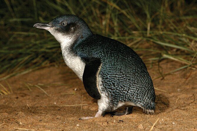 Phillip Island Direct Tour Penguin Parade and Coastal Views - Analyzing the Value