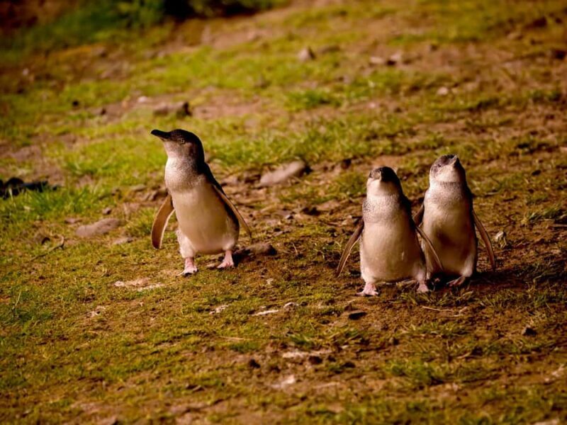 Phillip Island: Golden Hour Penguin Express Tour - The Experience: A Deep Dive into the Tour Itinerary