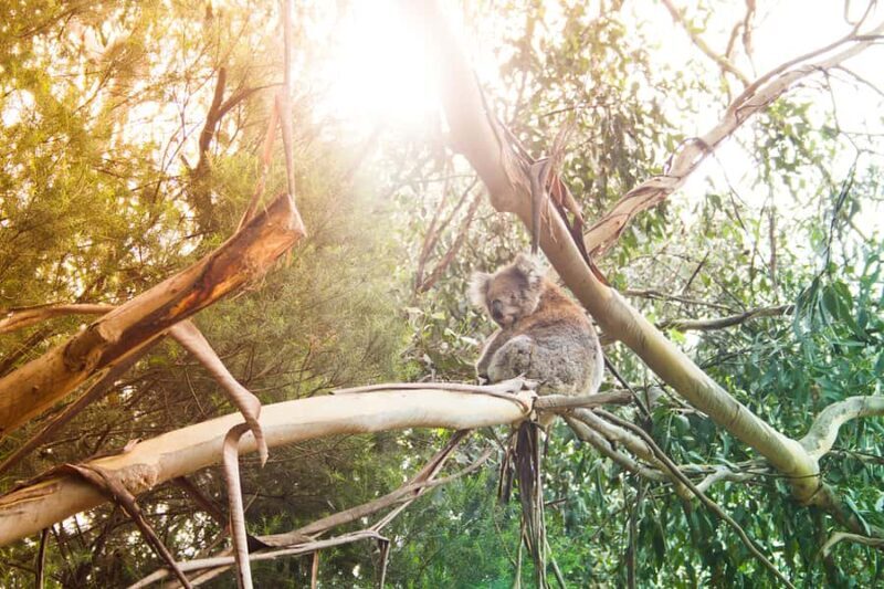 Phillip Island: Hike and Penguin Parade - 8 pax Small Tour - Summary: Who Will Love This Tour?
