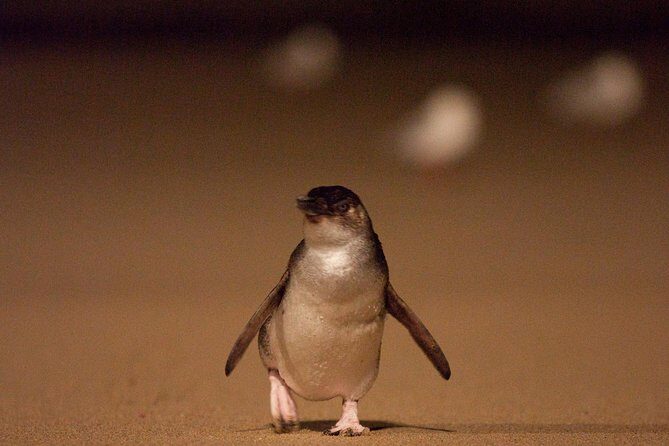 Phillip Island Medium Size Group Tour - An In-Depth Look at the Tour Experience