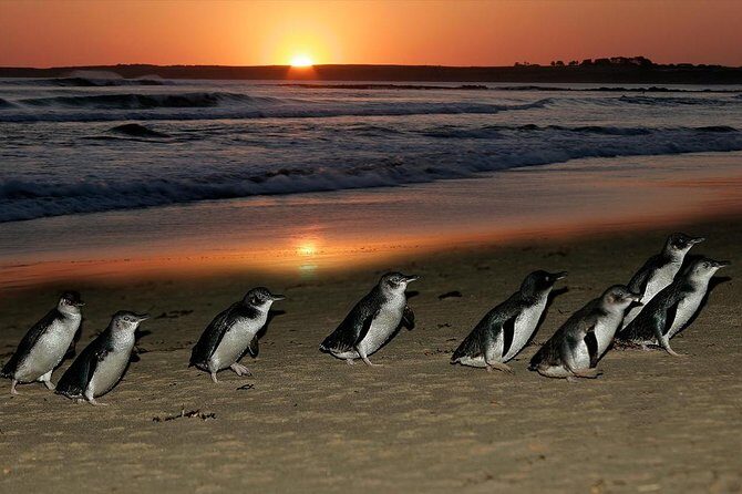 Phillip Island Penguin and Koala Highlights Day-Trip from Melbourne - Key Points