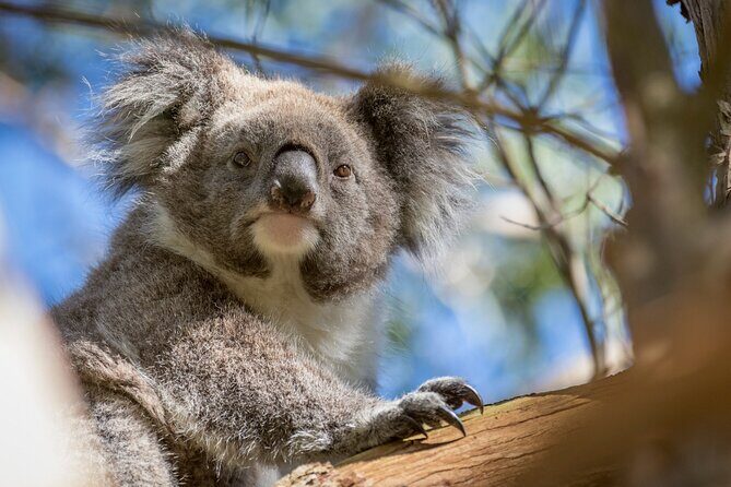 Phillip Island Penguin and Koala Highlights Day-Trip from Melbourne - Considerations and Practical Tips