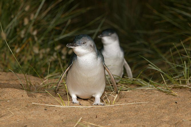 Phillip Island Penguin and Koala Highlights Day-Trip from Melbourne - Final Thoughts