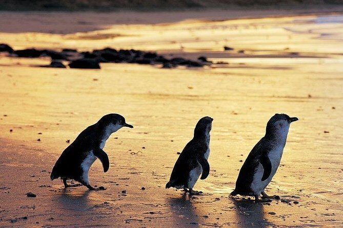 Phillip Island Penguin and wildlife Tour - An In-Depth Look at the Tour Experience