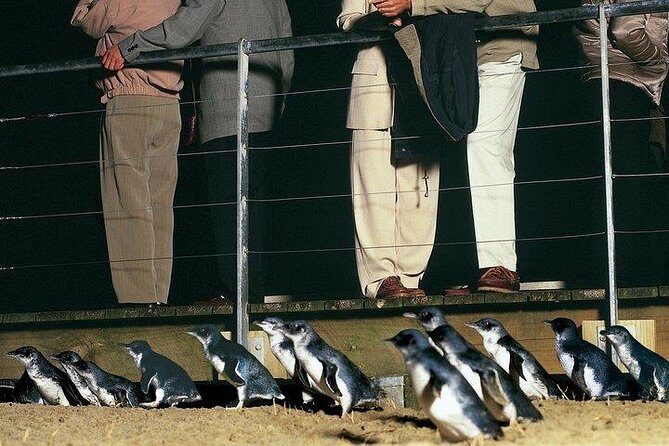 Phillip Island Penguin and wildlife Tour - Practical Considerations