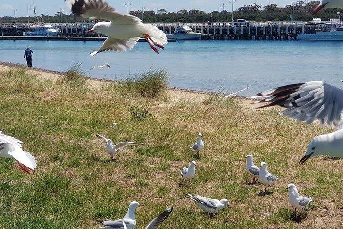 Phillip Island Penguin and wildlife Tour - The Sum Up