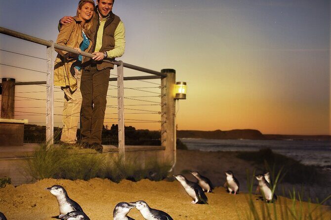 Phillip Island & Penguin Parade Afternoon Eco Tour from Melbourne - An In-Depth Look at the Tour Itinerary